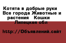 Котята в добрые руки - Все города Животные и растения » Кошки   . Липецкая обл.